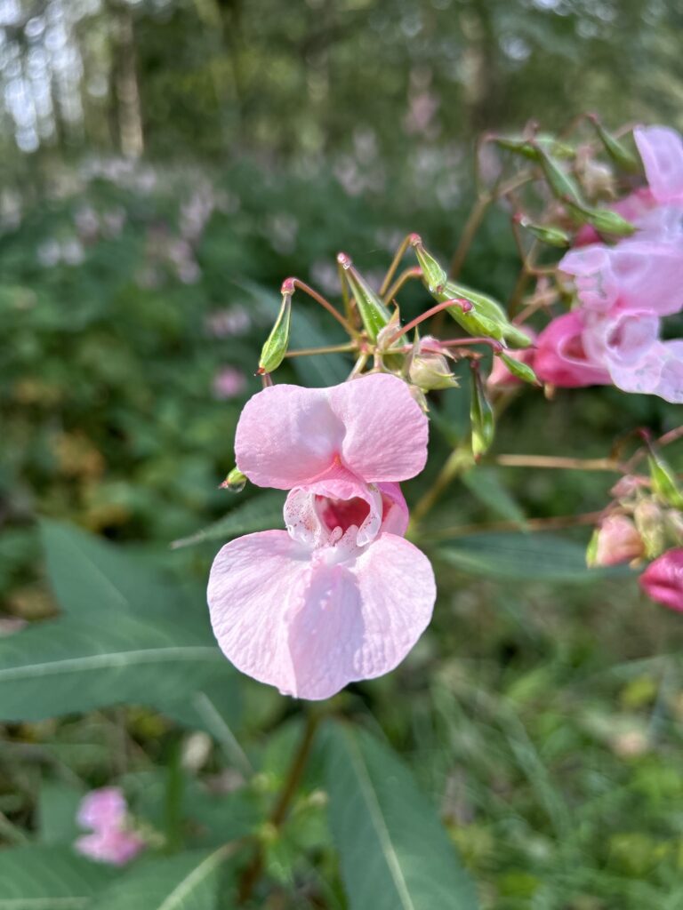 Deze site komt tot bloei ;-)